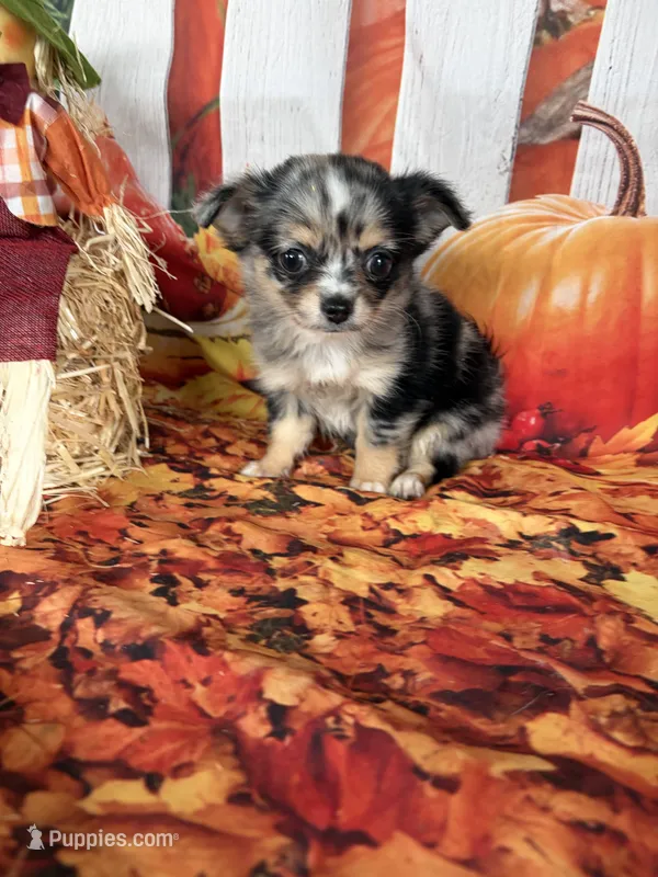 Lyra – Chihuahua puppy for sale in Homerville, GA