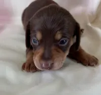 Tibby, a female Miniature Dachshund for sale in Homerville, GA – 5 of 5
