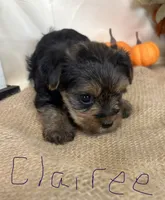 Clairee, a female Yorkshire Terrier for sale in Homerville, GA – 2 of 7