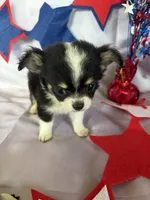Bruno, a male Chihuahua for sale in Homerville, GA – 10 of 10