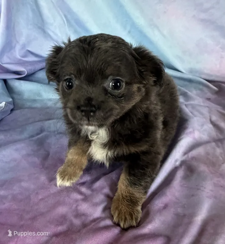 Cami – Chihuahua puppy for sale in Homerville, GA
