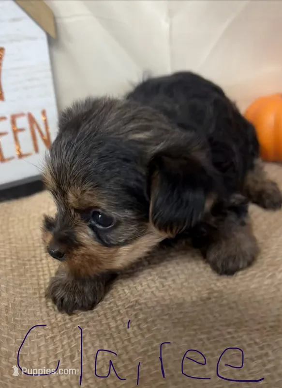 Clairee – Yorkshire Terrier puppy for sale in Homerville, GA