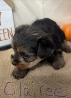 Clairee, a female Yorkshire Terrier for sale in Homerville, GA – 1 of 7