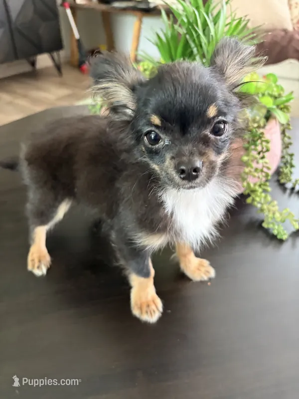 Timmy – Chihuahua puppy for sale in Homerville, GA