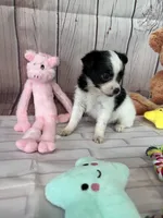 Sage, a female Chorkie for sale in Homerville, GA – Photo 4 of 6