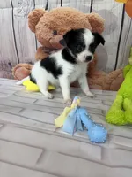 Sage, a female Chorkie for sale in Homerville, GA – Photo 2 of 6