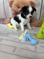 Sage, a female Chorkie for sale in Homerville, GA – Photo 3 of 6