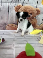 Sage, a female Chorkie for sale in Homerville, GA – Photo 6 of 6