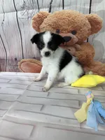 Sage, a female Chorkie for sale in Homerville, GA – Photo 5 of 6