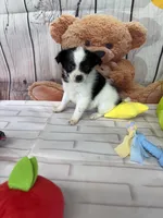 Sage, a female Chorkie for sale in Homerville, GA – Photo 1 of 6