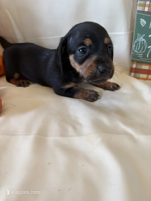 Bubbles – Miniature Dachshund puppy for sale in Homerville, GA