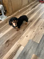 Duke , a male Miniature Dachshund for sale in Homerville, GA – 4 of 6