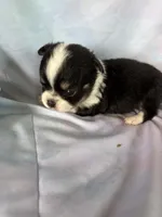 Bruno, a male Chihuahua for sale in Homerville, GA – Photo 6 of 9