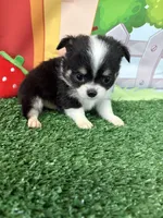 Bruno, a male Chihuahua for sale in Homerville, GA – Photo 4 of 9