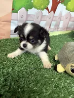 Bruno, a male Chihuahua for sale in Homerville, GA – Photo 7 of 9