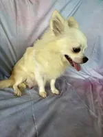 Bruno, a male Chihuahua for sale in Homerville, GA – Photo 9 of 9