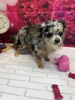 Bruno, a male Chihuahua for sale in Homerville, GA – Photo 8 of 9