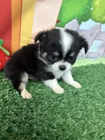 Bruno, a male Chihuahua for sale in Homerville, GA – Photo 3 of 9