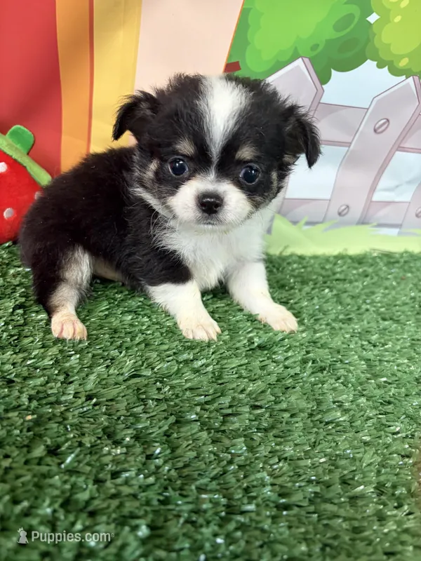 Bruno – Chihuahua puppy for sale in Homerville, GA
