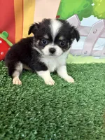 Bruno, a male Chihuahua for sale in Homerville, GA – Photo 1 of 9