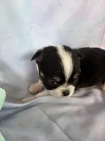 Bruno, a male Chihuahua for sale in Homerville, GA – Photo 5 of 9