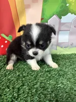 Bruno, a male Chihuahua for sale in Homerville, GA – Photo 2 of 9