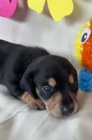Carmin, a female Miniature Dachshund for sale in Homerville, GA – 5 of 5