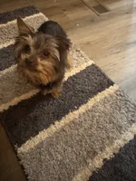 Truvy, a female Yorkshire Terrier for sale in Homerville, GA – 6 of 6