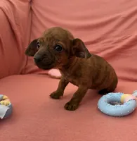 Bonnie, a female Miniature Dachshund for sale in Homerville, GA – Photo 3 of 6