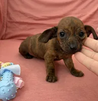 Bonnie, a female Miniature Dachshund for sale in Homerville, GA – Photo 4 of 6
