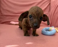 Bonnie, a female Miniature Dachshund for sale in Homerville, GA – Photo 5 of 6