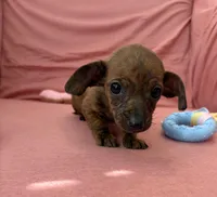 Bonnie, a female Miniature Dachshund for sale in Homerville, GA – Photo 6 of 6