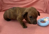 Bonnie, a female Miniature Dachshund for sale in Homerville, GA – Photo 2 of 6