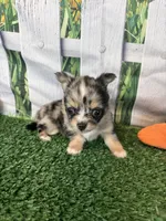 Lyra, a female Chihuahua for sale in Homerville, GA – 7 of 7