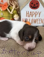 Buttercup, a female Miniature Dachshund for sale in Homerville, GA – 1 of 6