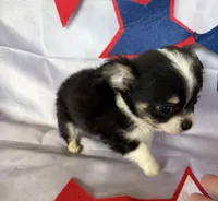Bruno, a male Chihuahua for sale in Homerville, GA – 8 of 10