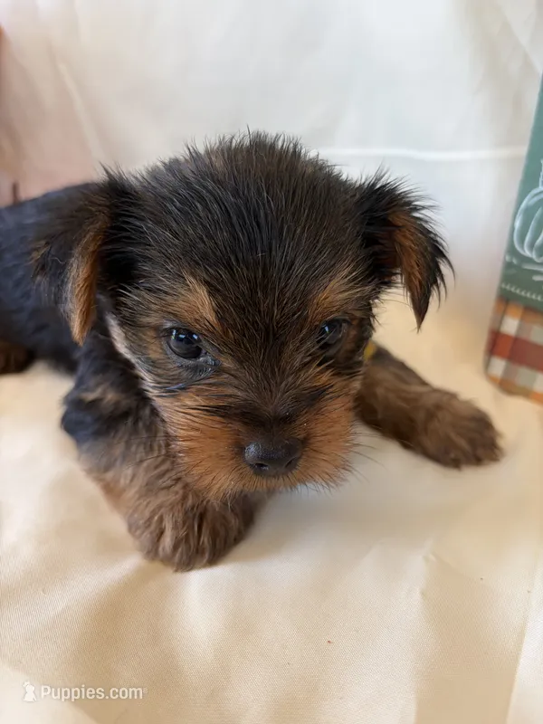 Clairee – Yorkshire Terrier puppy for sale in Homerville, GA