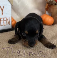Thelma, a female Miniature Dachshund for sale in Homerville, GA – 4 of 5