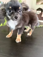 Timmy, a male Chihuahua for sale in Homerville, GA – 3 of 10
