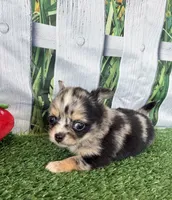 Lyra, a female Chihuahua for sale in Homerville, GA – 4 of 7