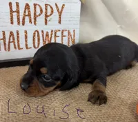 Louise, a female Miniature Dachshund for sale in Homerville, GA – 5 of 6