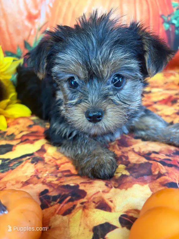 Clairee – Yorkshire Terrier puppy for sale in Homerville, GA