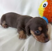 Bridget, a female Miniature Dachshund for sale in Homerville, GA – 5 of 5