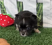 Lily , a female Chihuahua for sale in Homerville, GA – 2 of 6