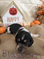 Blossom , a female Miniature Dachshund for sale in Homerville, GA – 5 of 8