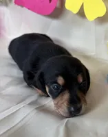 Carmin, a female Miniature Dachshund for sale in Homerville, GA – 2 of 5