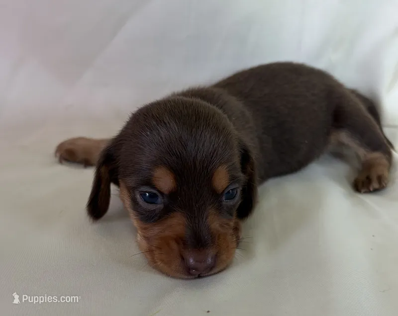 Bridget – Miniature Dachshund puppy for sale in Homerville, GA