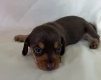 Bridget, a female Miniature Dachshund for sale in Homerville, GA – 1 of 5