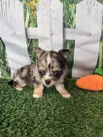 Lyra, a female Chihuahua for sale in Homerville, GA – 6 of 7