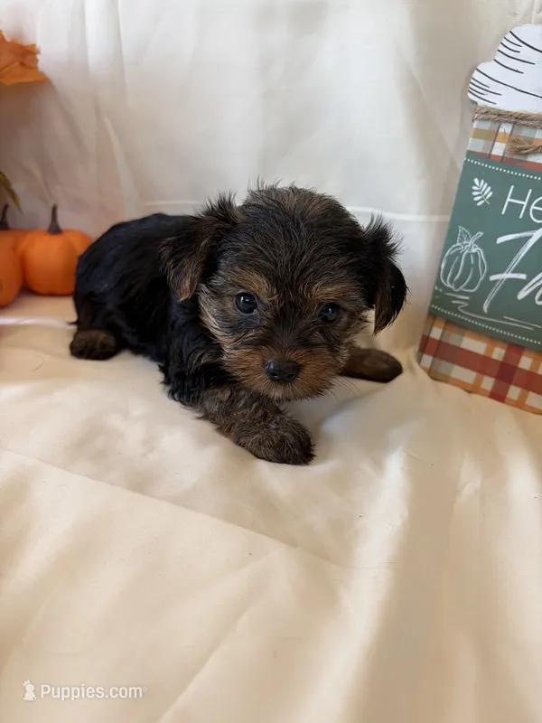 Truvy – Yorkshire Terrier puppy for sale in Homerville, GA